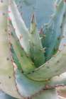 Arizona, Tucson. Tucson Botanical Garden, aloe Art Print